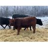 Image 2 : Finnlane Farms - 800# Steer Calves - 63 Head (Watrous, SK)