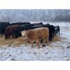 Image 4 : Finnlane Farms - 800# Steer Calves - 63 Head (Watrous, SK)