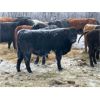 Image 5 : Finnlane Farms - 800# Steer Calves - 63 Head (Watrous, SK)