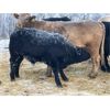 Image 6 : Finnlane Farms - 800# Steer Calves - 63 Head (Watrous, SK)