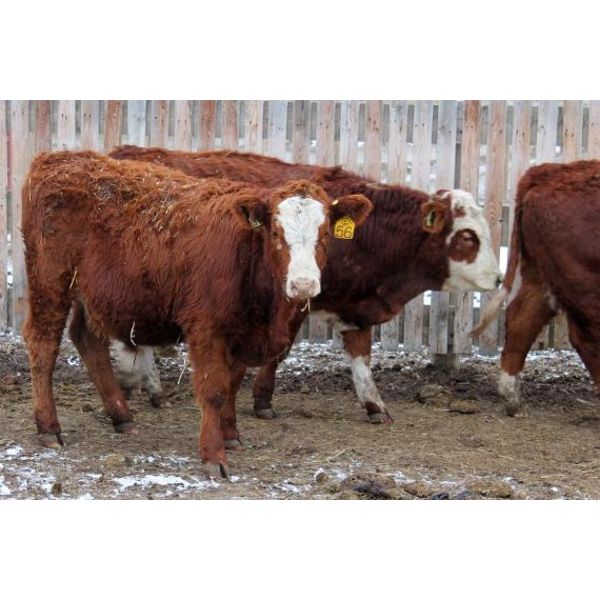 Alberta Prime Customer - 633# Weaned Steers - 62 Head (Picture Butte, AB)