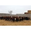 Image 3 : Alberta Prime Customer - 633# Weaned Steers - 62 Head (Picture Butte, AB)