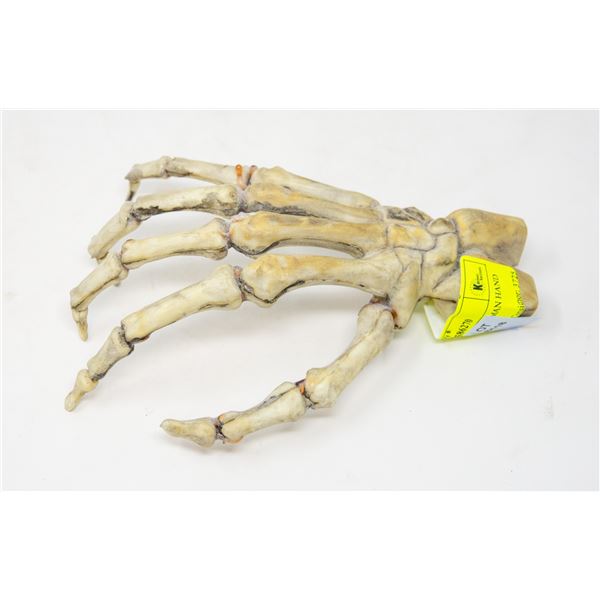 LIFE SIZED REPLICA HUMAN HAND SKELETON