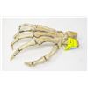 Image 1 : LIFE SIZED REPLICA HUMAN HAND SKELETON