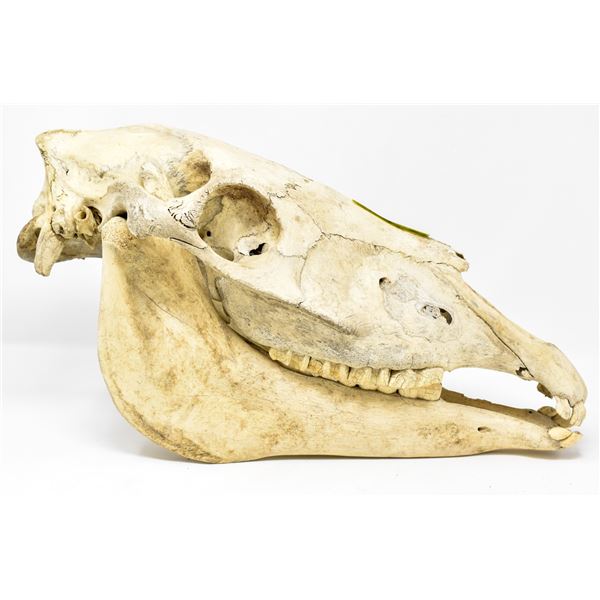 AUTHENTIC HORSE SKULL COMPLETE