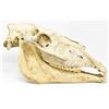 Image 1 : AUTHENTIC HORSE SKULL COMPLETE