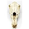 Image 2 : AUTHENTIC HORSE SKULL COMPLETE