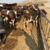 Image 3 : ID Dairies/Ranches - 160 Cows - Burley, ID