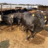 Image 4 : ID Dairies/Ranches - 160 Cows - Burley, ID