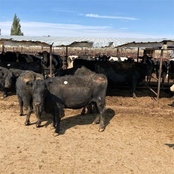 ID Dairies/Ranches - 78 Cows - Burley, ID