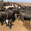 Image 4 : ID Dairies/Ranches - 78 Cows - Burley, ID