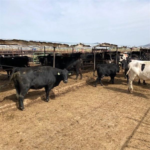Idaho Dairies/Ranches - 151 Cows - Burley, ID