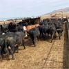 Image 2 : Idaho Dairies/Ranches - 151 Cows - Burley, ID