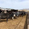 Image 4 : Idaho Dairies/Ranches - 151 Cows - Burley, ID