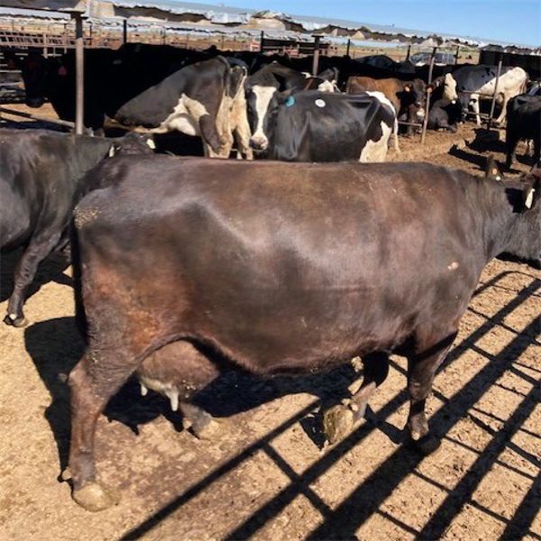 Idaho Dairies/Ranches - 91 Cows - Burley, ID