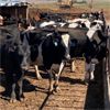 Image 3 : Idaho Dairies/Ranches - 91 Cows - Burley, ID