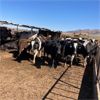 Image 4 : Idaho Dairies/Ranches - 91 Cows - Burley, ID