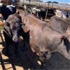 Image 5 : Idaho Dairies/Ranches - 91 Cows - Burley, ID