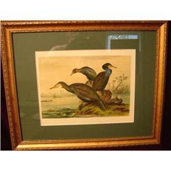 PAIR OF SIGNED BIRD PRINTS,FRAMED AND MATTED #2056451