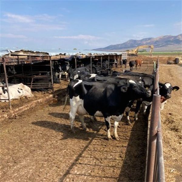 Idaho Dairies/Ranches - 78 Cows - Burley, ID