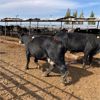 Image 2 : Idaho Dairies/Ranches - 78 Cows - Burley, ID