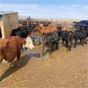 Image 4 : Idaho Dairies/Ranches - 78 Cows - Burley, ID