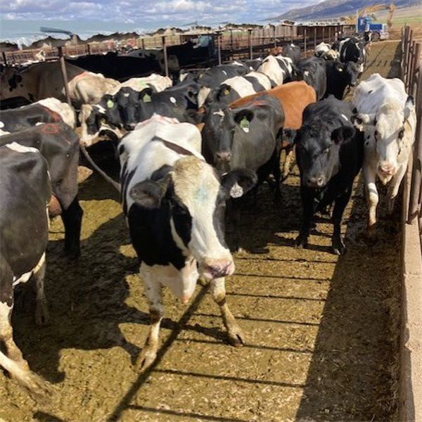 Idaho Dairies/Ranches - 155 Cows - Burley, ID