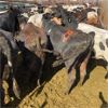 Image 2 : Idaho Dairies/Ranches - 155 Cows - Burley, ID