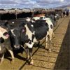 Image 3 : Idaho Dairies/Ranches - 155 Cows - Burley, ID