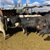 Image 5 : Idaho Dairies/Ranches - 155 Cows - Burley, ID