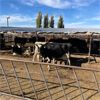 Image 2 : Idaho Dairies/Ranches - 79 Cows - Burley, ID