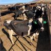 Image 3 : Idaho Dairies/Ranches - 79 Cows - Burley, ID