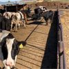 Image 5 : Idaho Dairies/Ranches - 79 Cows - Burley, ID