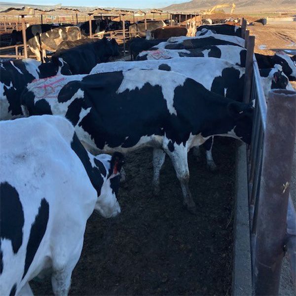 Idaho Dairies/Ranches - 117 Cows - Burley, ID