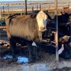 Image 4 : Idaho Dairies/Ranches - 117 Cows - Burley, ID