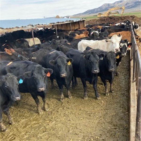 Idaho Dairies/Ranches - 200 Cows - Burley, ID