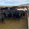 Image 2 : Idaho Dairies/Ranches - 200 Cows - Burley, ID