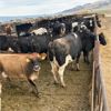 Image 4 : Idaho Dairies/Ranches - 200 Cows - Burley, ID