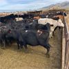 Image 5 : Idaho Dairies/Ranches - 200 Cows - Burley, ID