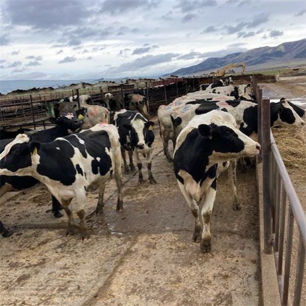 Idaho Dairies/Ranches - 50 Cows - Burley, ID