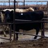Image 3 : Idaho Dairies/Ranches - 50 Cows - Burley, ID