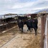 Image 4 : Idaho Dairies/Ranches - 50 Cows - Burley, ID