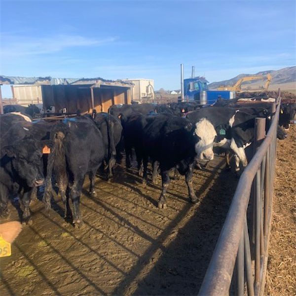 Idaho Dairies/Ranches - 127 Cows (Burley, ID)