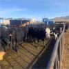Image 1 : Idaho Dairies/Ranches - 127 Cows (Burley, ID)