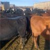 Image 2 : Idaho Dairies/Ranches - 127 Cows (Burley, ID)