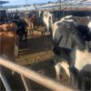 Image 3 : Idaho Dairies/Ranches - 127 Cows (Burley, ID)