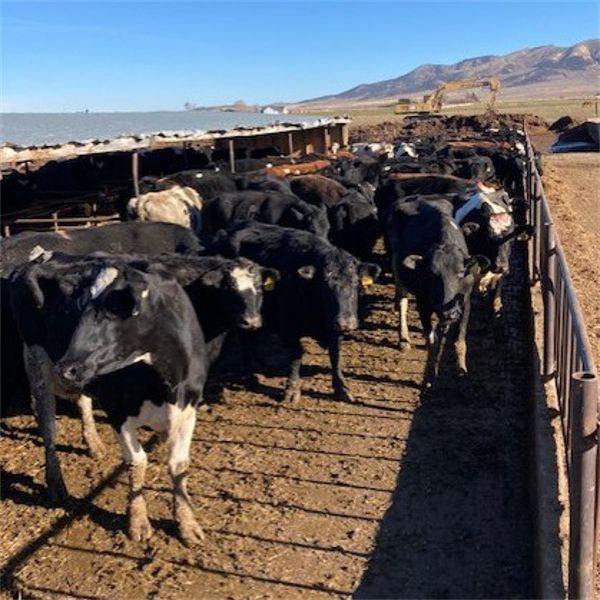 Idaho Dairies/Ranches - 107 Cows (Burley, ID)