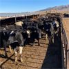 Image 1 : Idaho Dairies/Ranches - 107 Cows (Burley, ID)