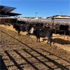 Image 2 : Idaho Dairies/Ranches - 107 Cows (Burley, ID)