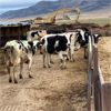 Image 1 : Idaho Dairies/Ranches - 51 Cows (Burley, ID)